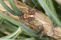 Philodromus_cespitum_D3002_Z_82_NP De Hoge Veluwe_Nederland